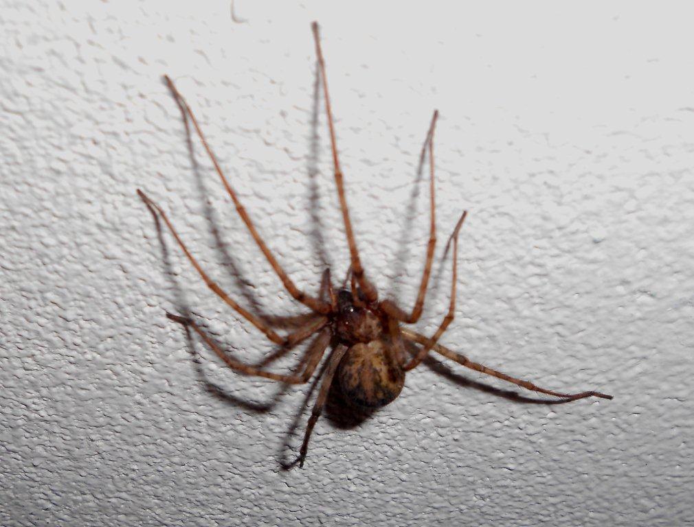 Tegenaria sp.